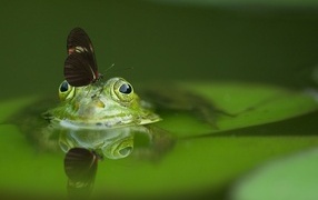 Butterfly sits on a green frog in the water