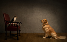 Golden retriever with a cat in the room