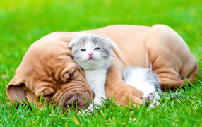 Kitten and puppy sleep on green grass