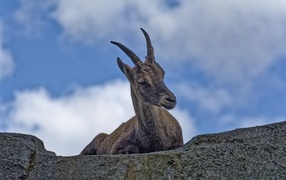 A gazelle with sharp horns rests on a stone