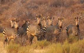 A herd of striped zebras stands on the grass in the savannah