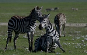 Стадо зебр пасется на зеленой траве