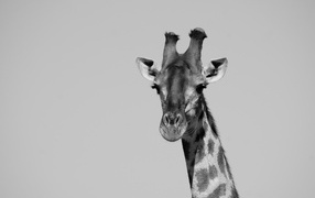 Big giraffe on a gray background