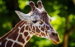 Close-up of a spotted giraffe's face