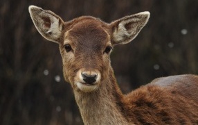 Cute deer close-up