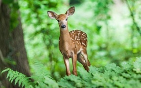 Cute spotted deer in the forest