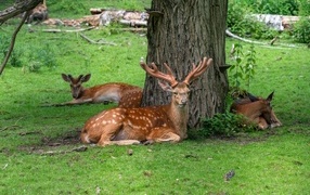 Deer resting under a tree in the forest