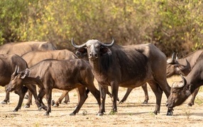 Herd of wild buffalo