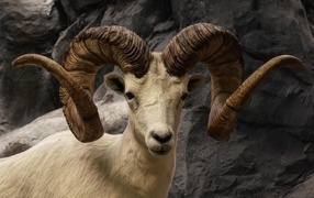 Large curled horns of a mountain goat