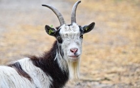 Large horns of a domestic goat