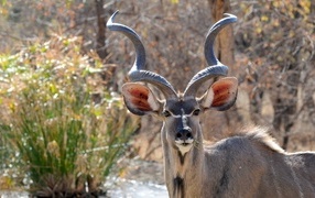 Large horns on the kudu antelope