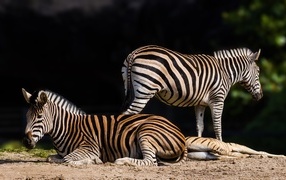 Полосатые зебры лежат на земле