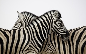 Two striped zebras stand on a white background