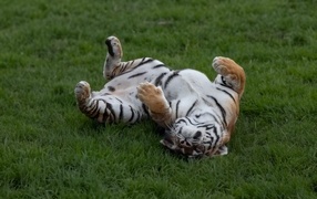 A large striped tiger sleeps on the green grass
