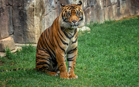 Большой полосатый тигр сидит на траве в зоопарке