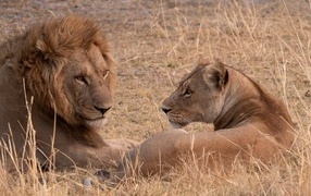 Graceful lion and lioness lie on dry grass