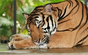 Large striped sleeping tiger