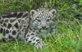 Little snow leopard cub on green grass