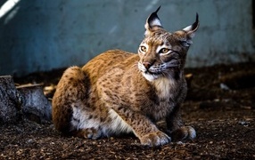 Spotted lynx with beautiful ears