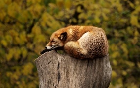 Большая рыжая лиса спит на пне