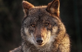 Muzzle of a large gray wolf close-up