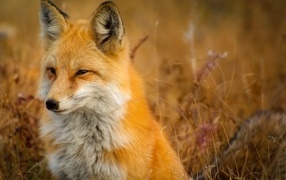Sly red fox sits in the grass