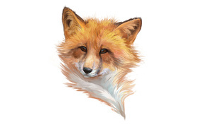 Drawn muzzle of a fox on a white background