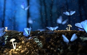 Magic blue butterflies fly over mushrooms in the forest