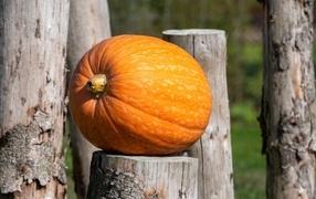 A large orange pumpkin lies on a wooden stump