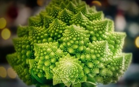 Beautiful romanesco cauliflower