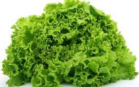 Bunch of green lettuce leaves on white background