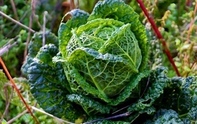 Cabbage grows in the garden