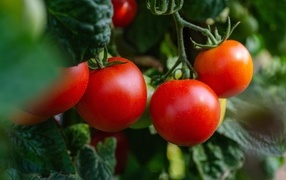 Свежие спелые томаты на грядке