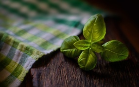 Green basil leaves on a table with a towel