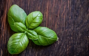 Green basil leaves on a wooden table