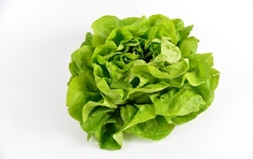 Green lettuce leaves on white background