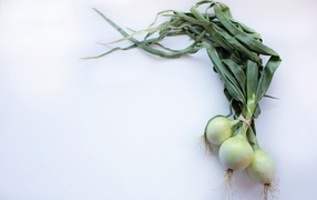 Green onions on a gray background