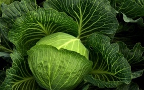 Head of large fresh cabbage with leaves