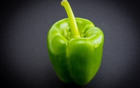 Large green pepper on a gray background