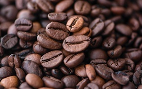 Large roasted coffee beans