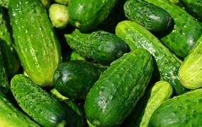 Lots of fresh pickled cucumbers