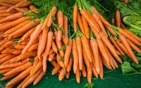 Lots of orange carrots