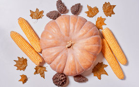 Pumpkin, corn and cones on a white background