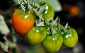Ripening tomatoes on a branch