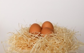 Three chicken eggs are in the nest