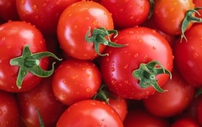 Мокрые чистые красные помидоры крупным планом