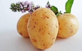 Young potatoes with mint flowers