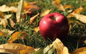 Большое красное яблоко лежит на траве с листвой