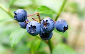 Синие ягоды лесной черники крупным планом
