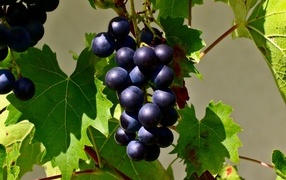 Bunch of blue grapes in green leaves